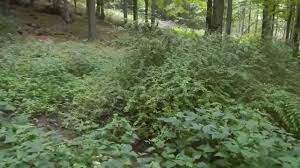 It gets yourself and your family out of the house and away from the tv in order to enjoy what nature has. Locating A Natural Spring In The Woods Part 1 Youtube