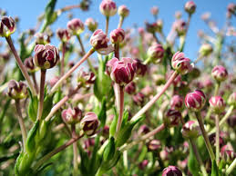 Colocar as sementes na terra previamente alisada (para evitar que caiam em buraquinhos). Zaluzianskya Capensis Midnight Candy Buy Online At Annie S Annuals