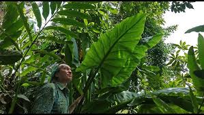 Image result for Mostuea brunonis