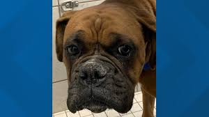 Maybe you would like to learn more about one of these? Cheektowaga Police Rescue Dog From Ellicott Creek Wgrz Com