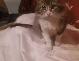 قطط للتنبي في مدينة الرباط سلا meaw