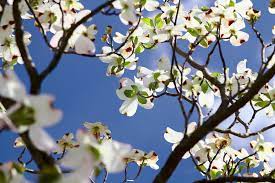 They typically flower between april and may, depending on the region. Flowering Dogwood State Symbols Usa