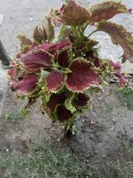 Check spelling or type a new query. Daun Yang Cantik Steemit