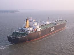 Image result for Galeomma