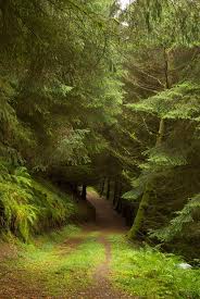 Woodland Green Landscape Nature Photography Beautiful Landscapes