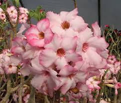 Image result for Erucastrum arabicum