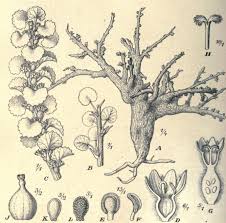 Image result for Corallocarpus welwitschii