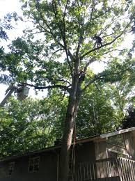 Building, engineering, landscaping and planning and zoning. Pin On Tree Removal