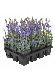 An oversized stem of artificial lavender veronica having a 20cm head of variegated lavender florets and one 7cm bud on a single 70cm stem. Artificial Lavender Plants Set Of 12