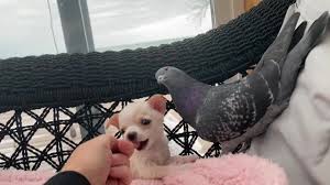 Video Un Chiot Handicape Se Lie D Amitie Avec Un Pigeon Incapable De Voler Ladepeche Fr
