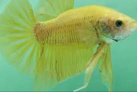 This fish is also known as pineapple betta fish because of the bright yellow color which is just like pineapple. The Halfmoon Yellow Betta Fish Steemit