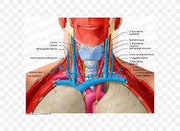It is a triangular (inverted delta) shaped muscle that forms the rounded contour of the shoulder. Shoulder Head And Neck Anatomy Human Anatomy Png 600x600px Watercolor Cartoon Flower Frame Heart Download Free