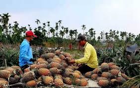 Shipping rates from taiwan to the united states: Demand For Hainan Pineapples Grows As Mainland China Temporarily Bans Taiwanese Pineapples