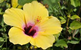 The Different Types Of Hibiscus Garden Lovers Club Sembaruthi poo malai kattuvathu eppadi. the different types of hibiscus