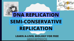 A Level Biology Dna Replication In 2020 Dna Replication A Level Biology Biology