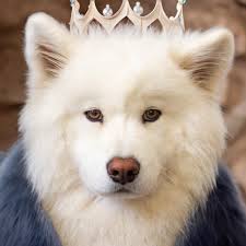 A day in the life at Husky Haven 的个人主页