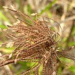 Image result for Cynodon nlemfuensis