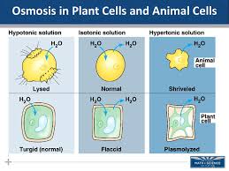 We did not find results for: The Transport Of Materials Across Cell Membranes Ppt Download