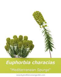 Image result for Euphorbia serratifolia