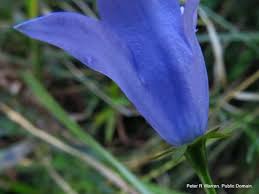 Image result for Wahlenbergia krebsii