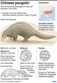 9 due to the exaggeration of its medicinal value, pangolins were facing extinction caused by excessive killing. Endangered Species Pangolin Chinese Pangolin Endangered Animals