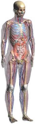 We did not find results for: Development Of A Method For An Automated Generation Of Anatomy Based Kinematic Human Models As A Tool For Virtual Clothing Construction Sciencedirect