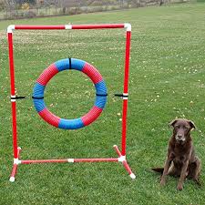 Maybe you would like to learn more about one of these? 15 Best Dog Agility Equipment Kits In 2020 For Beginners And Advanced