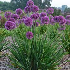 Most gardeners use the mature height of a plant to. 14 Purple Perennials Walters Gardens Inc