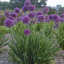 Purple perennial flowers that spread. 14 Purple Perennials Walters Gardens Inc