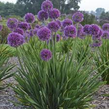 Most gardeners use the mature height of a plant to. 14 Purple Perennials Walters Gardens Inc