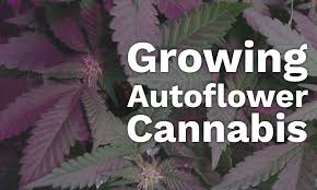 Some growers will even give their autos a full 24 hours of light, arguing that this helps maximise vegetative growth. Autoflower Marijuana Plants Grow Guide