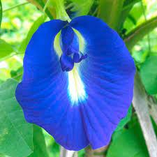 We did not find results for: Popular Flowers Names In Marathi India Gardening