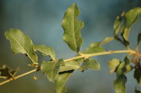 Image result for Combretum imberbe