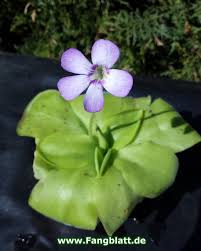 P.primuliflora seems very happy growing in a wet mat of live sphagnum which is loose enough to accommodate the fine roots and. Pinguicula Tina Fleischfressende Pflanze Pflanzen Flaschenpflanze