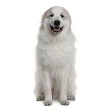 Pyrs have been serving as guardians for their flocks for thousands of years. Great Pyrenees America S Pet Registry