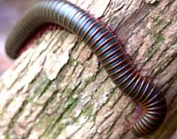 Centipedes have just one pair whilst millipedes have two (a few segments have one pair). Millipedes Of Kentucky University Of Kentucky Entomology