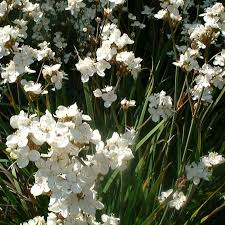 Best flowers to dry nz. Dry Tolerant Plants