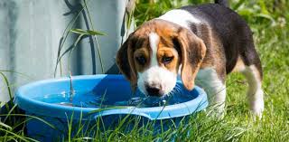 RSPCA Victoria – Keeping your pet cool during summer