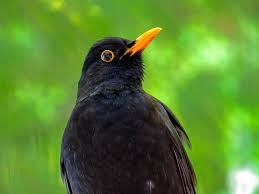 Jun 11, 2021 · their red beak still shows blood from the attack. How To Get Rid Of Blackbirds From Your Garden Garden Bird Feeder