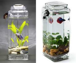 Promo free ongkir s.d rp10.000. View Ikan Cupang Model Aquarium Unik Gif