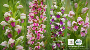 Image result for Solenangis conica