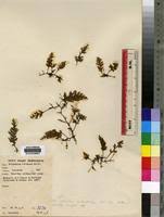 Image result for Crepidomanes melanotrichum