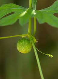 Image result for Ctenolepis cerasiformis