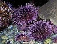 Out and About - Pride at Low Tide — Wild Whatcom