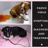 Dogs can also catch parvovirus from standing on infected ground, or from someone's shoes, and so you have to exercise caution when it comes to this virus. 1