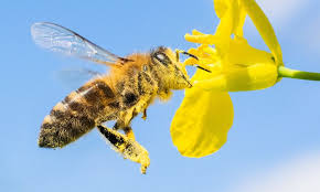 Answerroot.com has been visited by 100k+ users in the past month Protecting Bees In Germany Promoting Species Protection