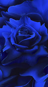 Shades of blue include navy, aqua, cerulean, cyan, and cornflower. Blue Rose Abstract Digital Art Flower Graphic Design Hasaka Editing Graphy Hd Mobile Wallpaper Peakpx