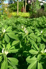 Image result for Trigonella