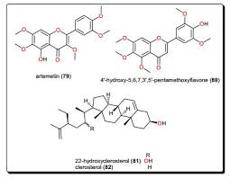 Image result for Salacia congolensis