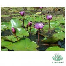 Or, maybe you are in planning to host an indoor church wedding. Dampfkraut Blue Lotus Dried Flowers 28 Grams